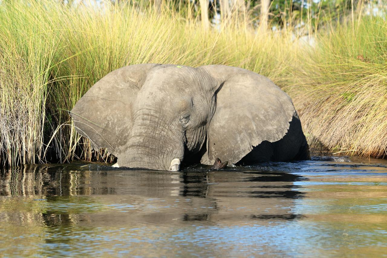 Island Safari Lodge Maun Zewnętrze zdjęcie