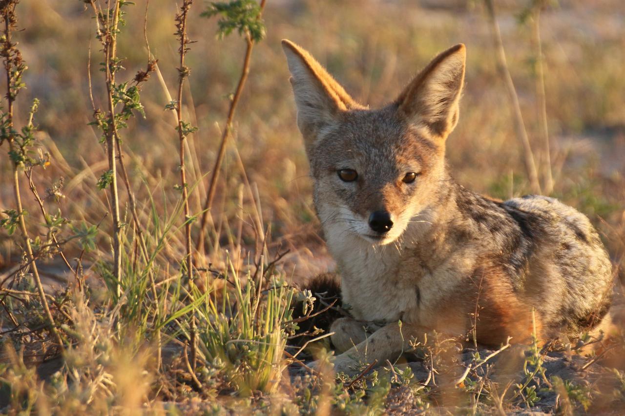 Island Safari Lodge Maun Zewnętrze zdjęcie