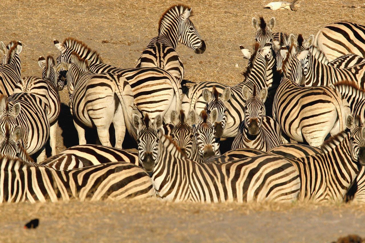 Island Safari Lodge Maun Zewnętrze zdjęcie