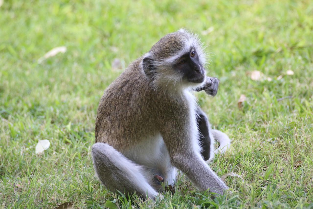 Island Safari Lodge Maun Zewnętrze zdjęcie