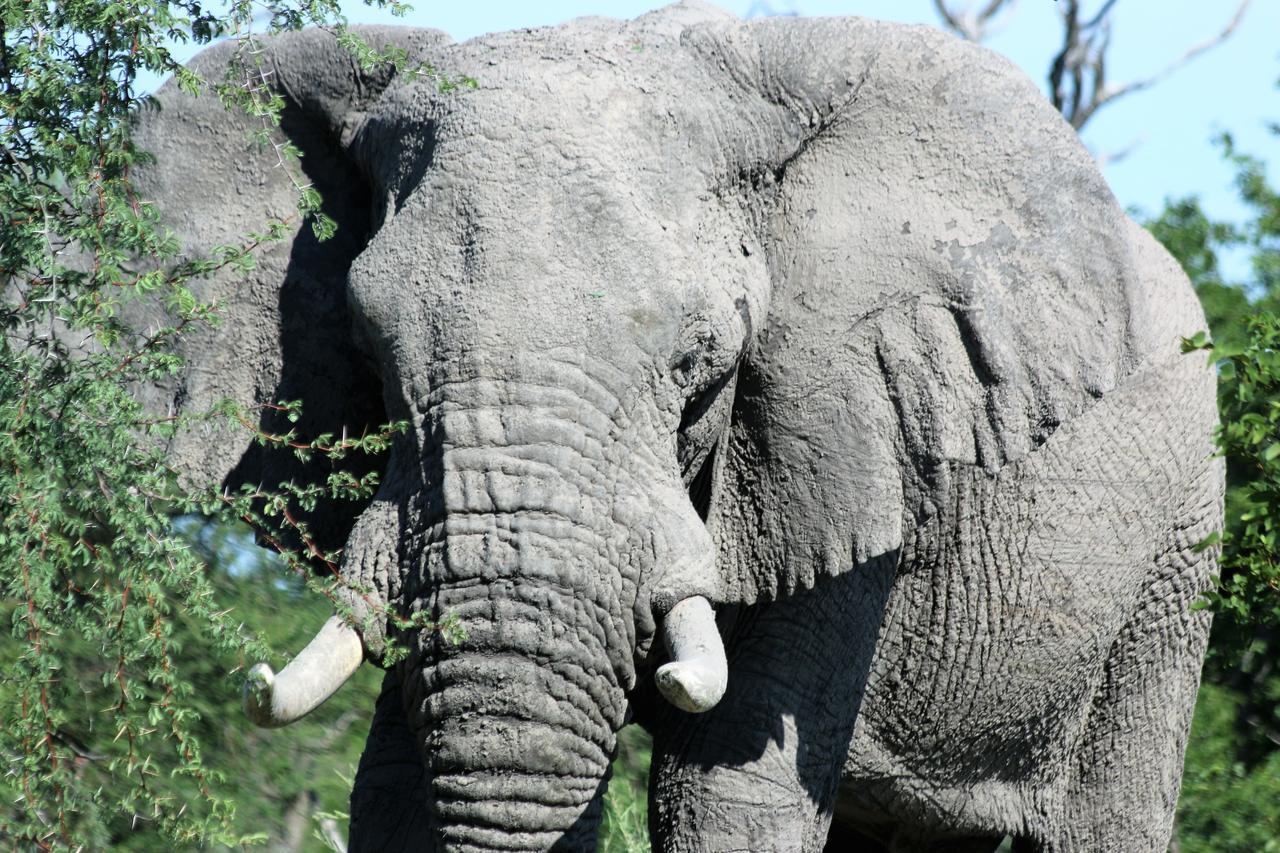 Island Safari Lodge Maun Pokój zdjęcie