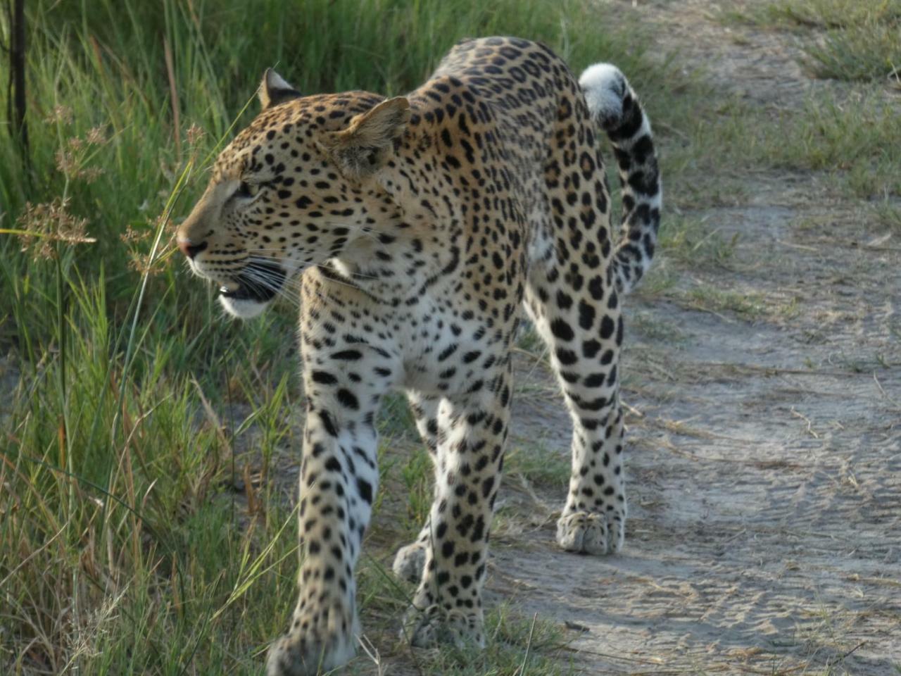 Island Safari Lodge Maun Zewnętrze zdjęcie