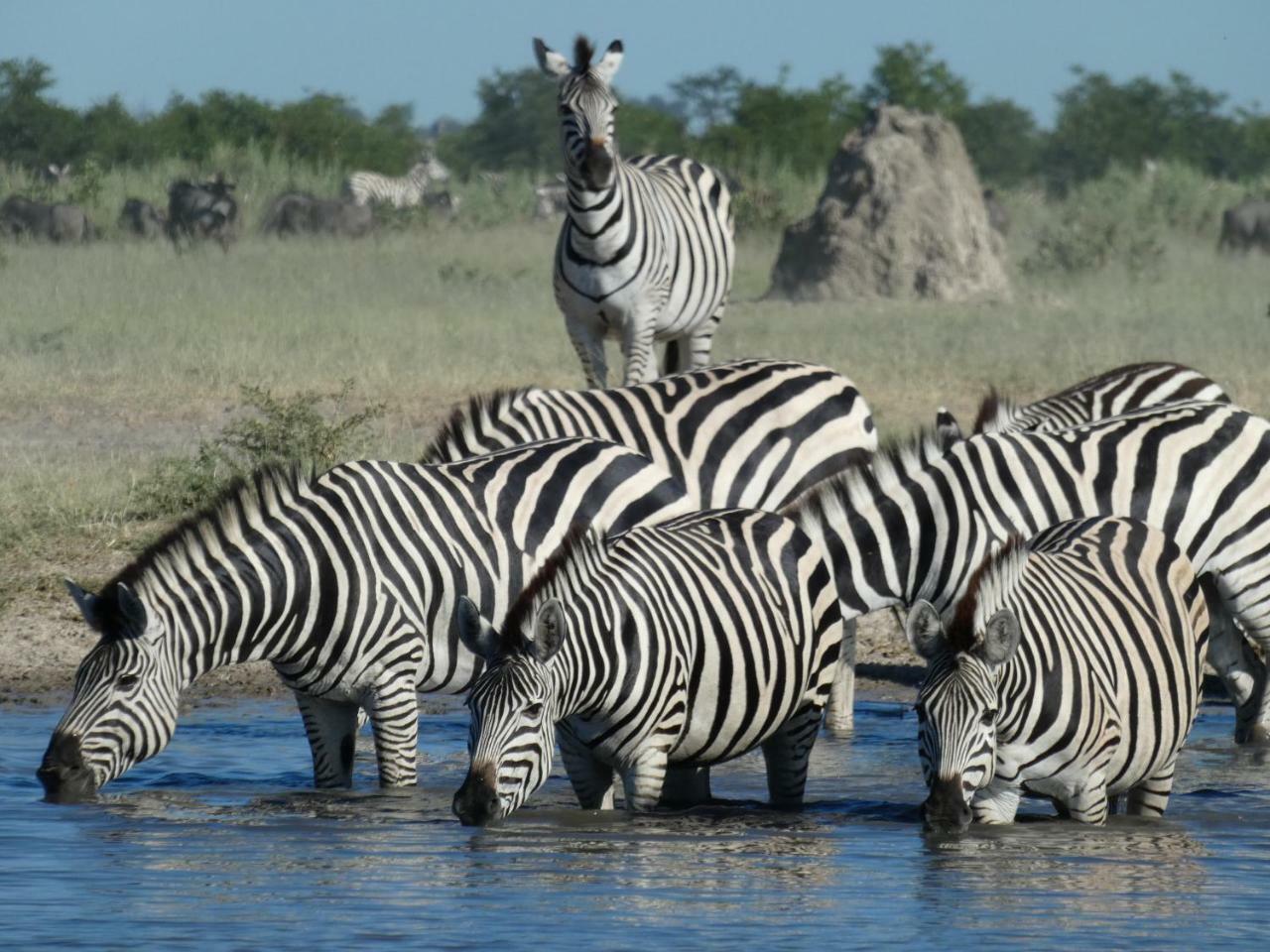 Island Safari Lodge Maun Zewnętrze zdjęcie