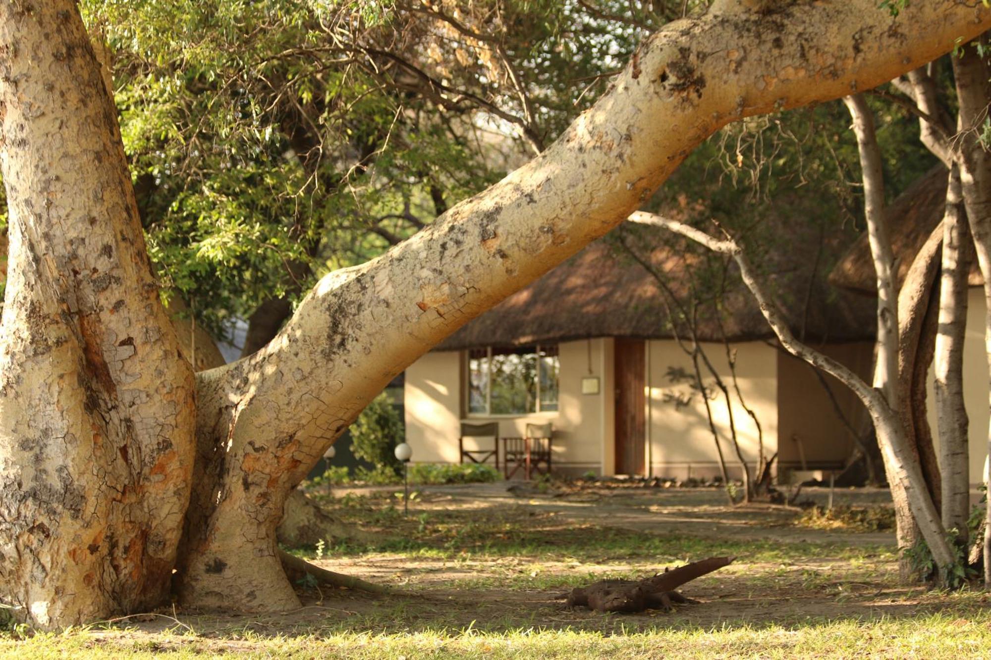 Island Safari Lodge Maun Zewnętrze zdjęcie